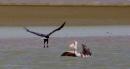 Terwijl we langzaam de Tabirere kreek uitvaren zien we het volgende tafereel: een pelikaan ligt lekker te dobberen en wordt aangevallen door een visarend. Hij zet letterlijk een grote keel op.